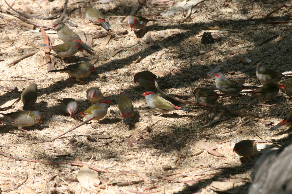 Red-browed Firetail Finches - wild