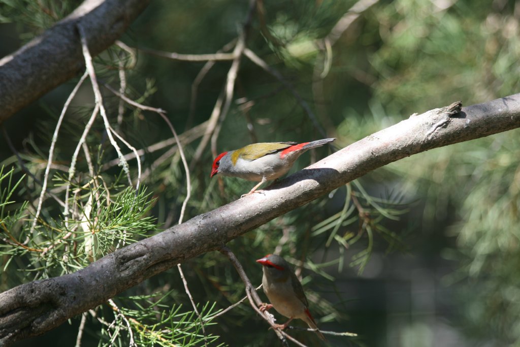 Red-browed Firetail Finches - wild