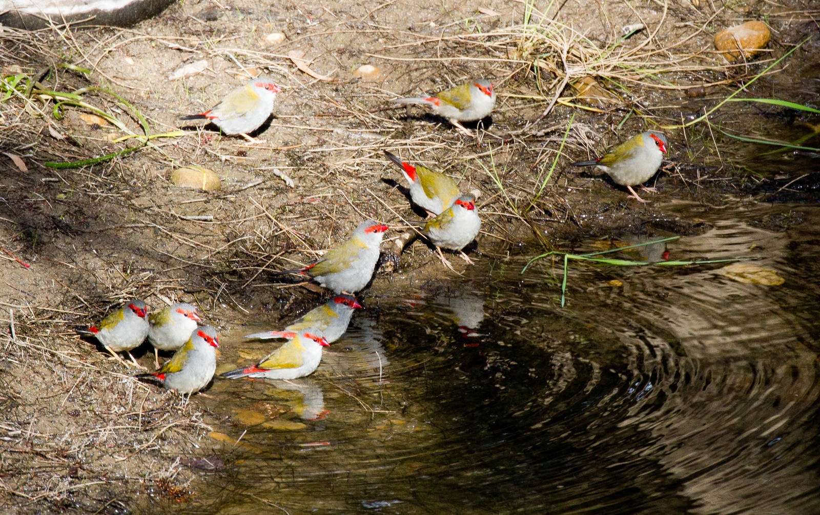 Red-browed Firetail Finches