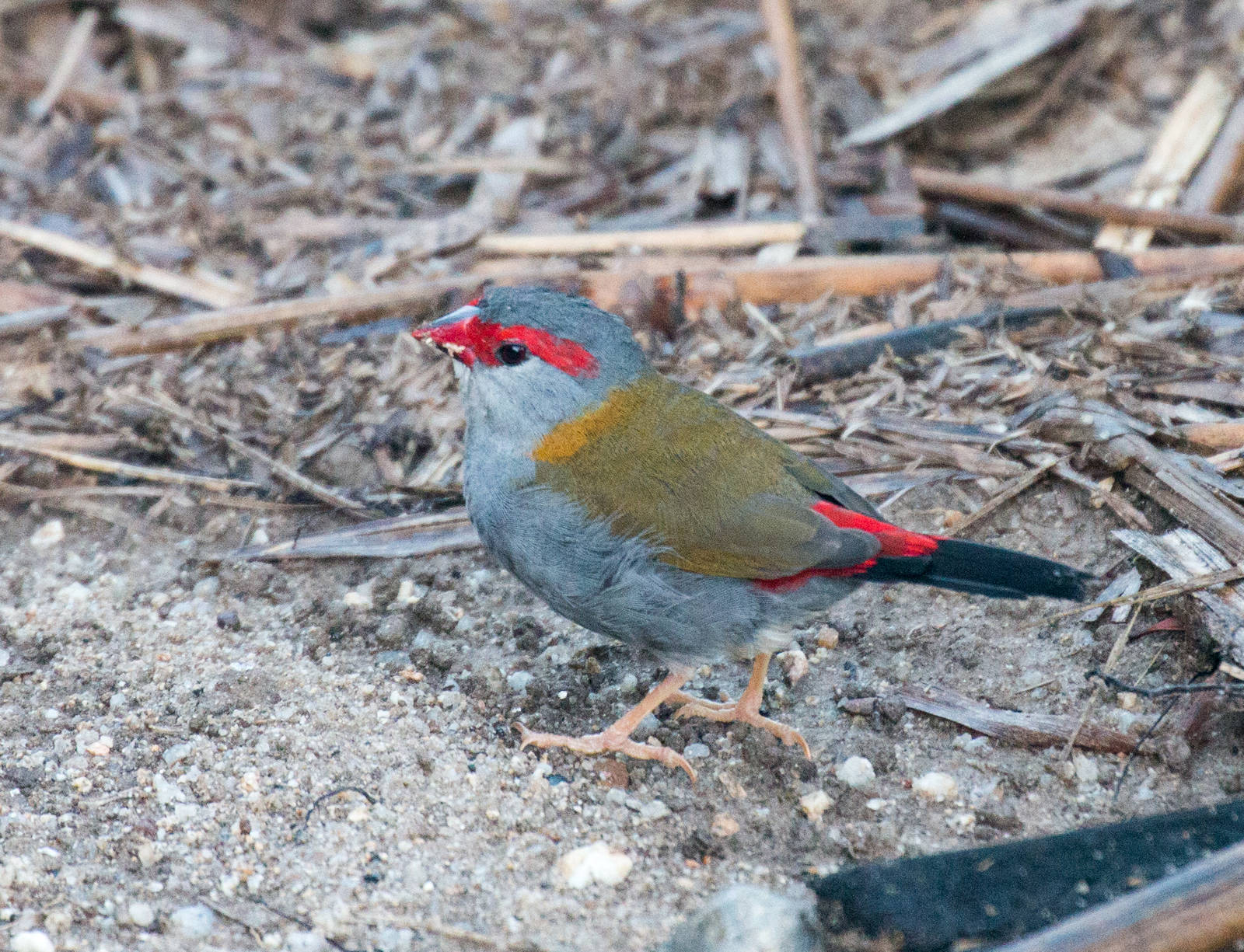 Red-browed Firetail