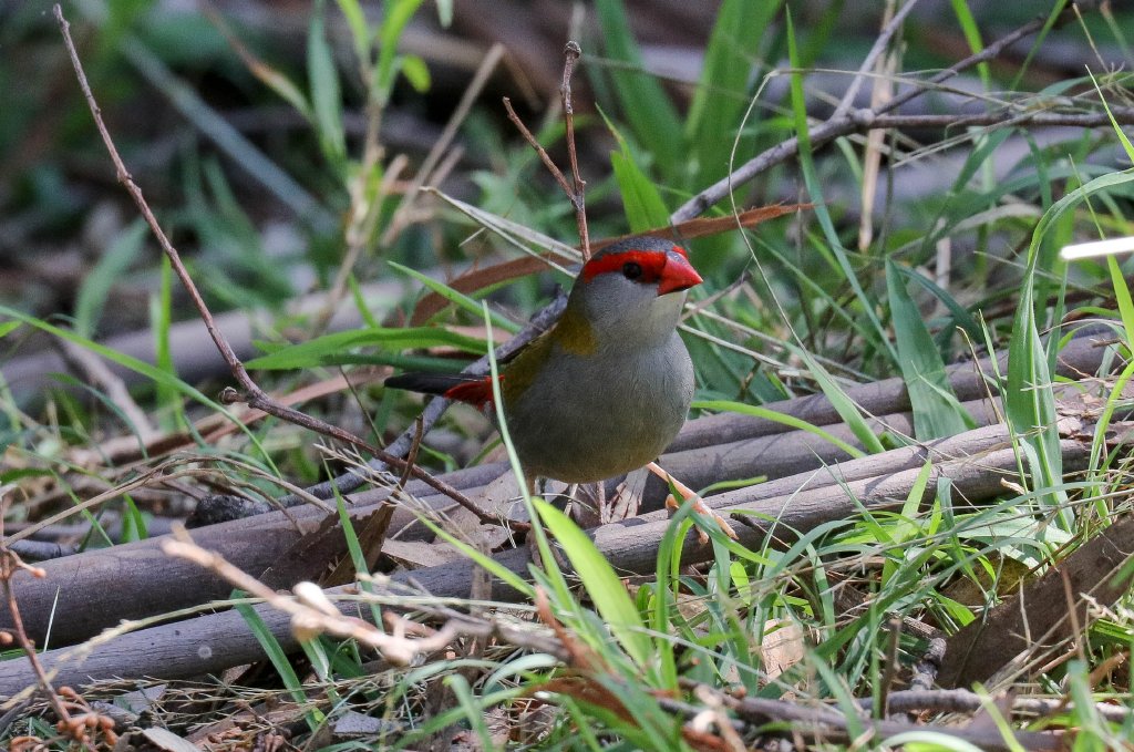 Red-browed Firetail
