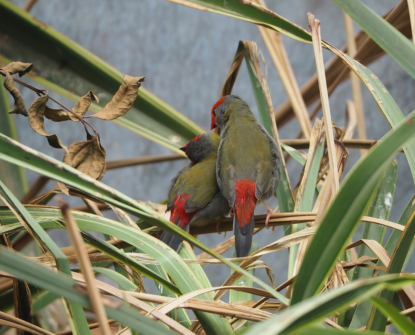 Red-browed firetails (Neochmia temporalis), 2022-09-04