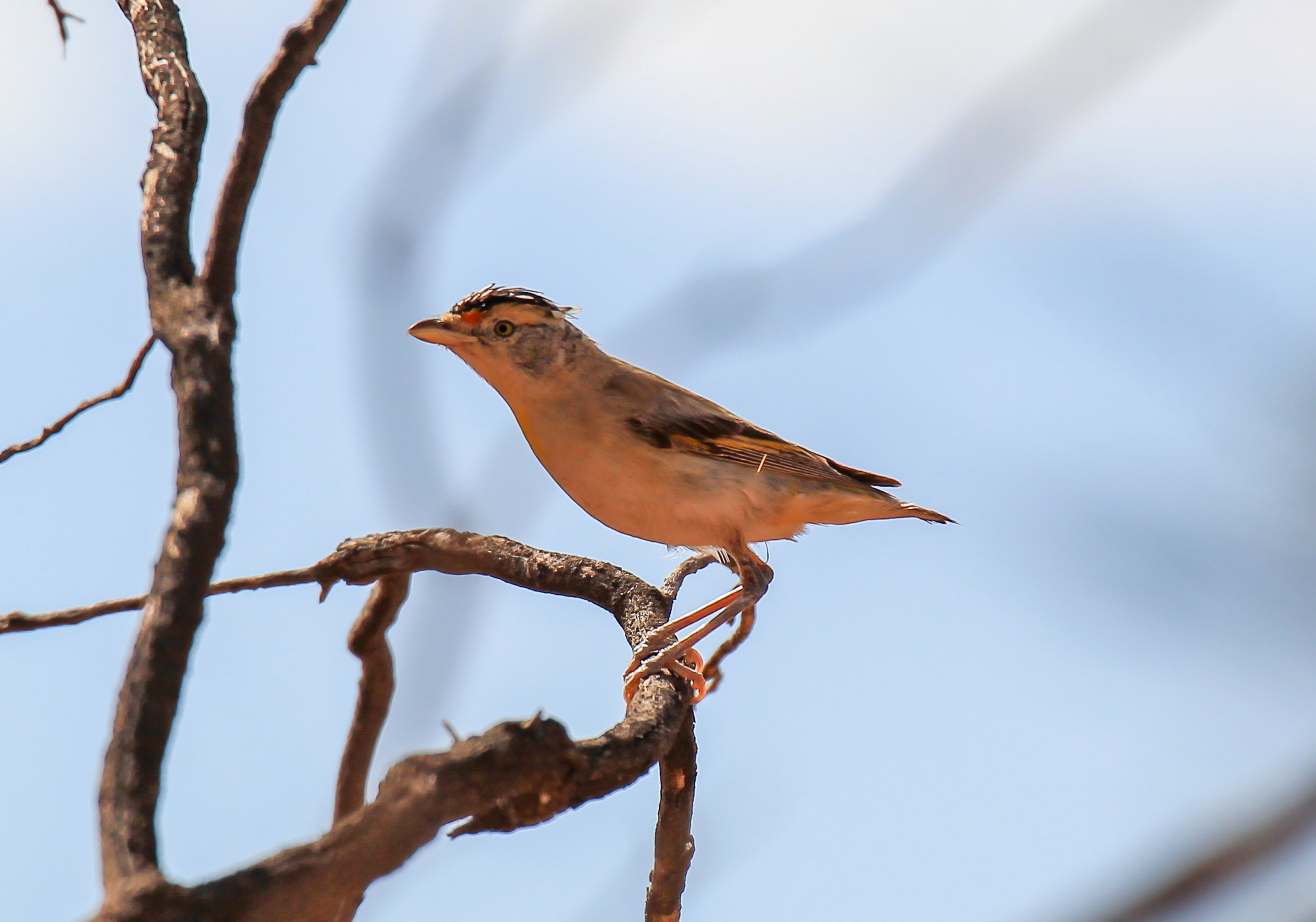 Red-browed Pardalote