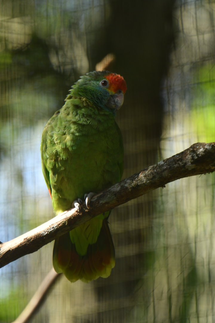 Red-browed Parrot Amazona rhodocorytha