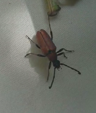 Red-brown longhorn beetle - Stictoleptura rubra