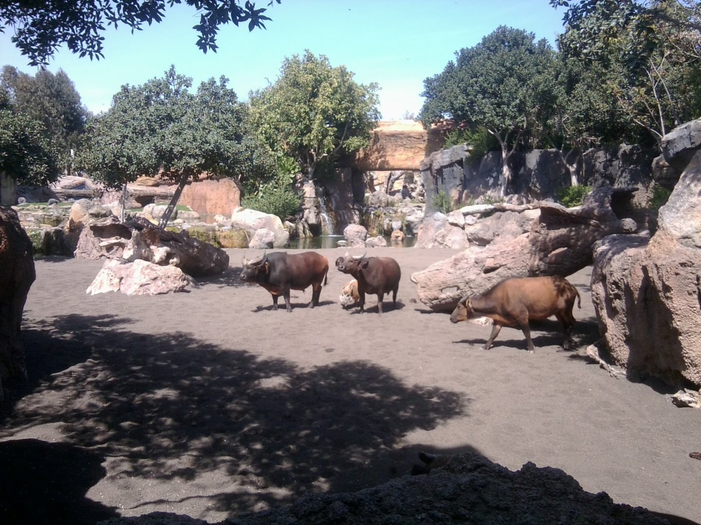 Red buffalo mixed exhibit