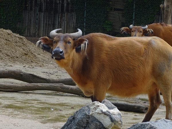 Red buffalo (Syncerus caffer nanus)