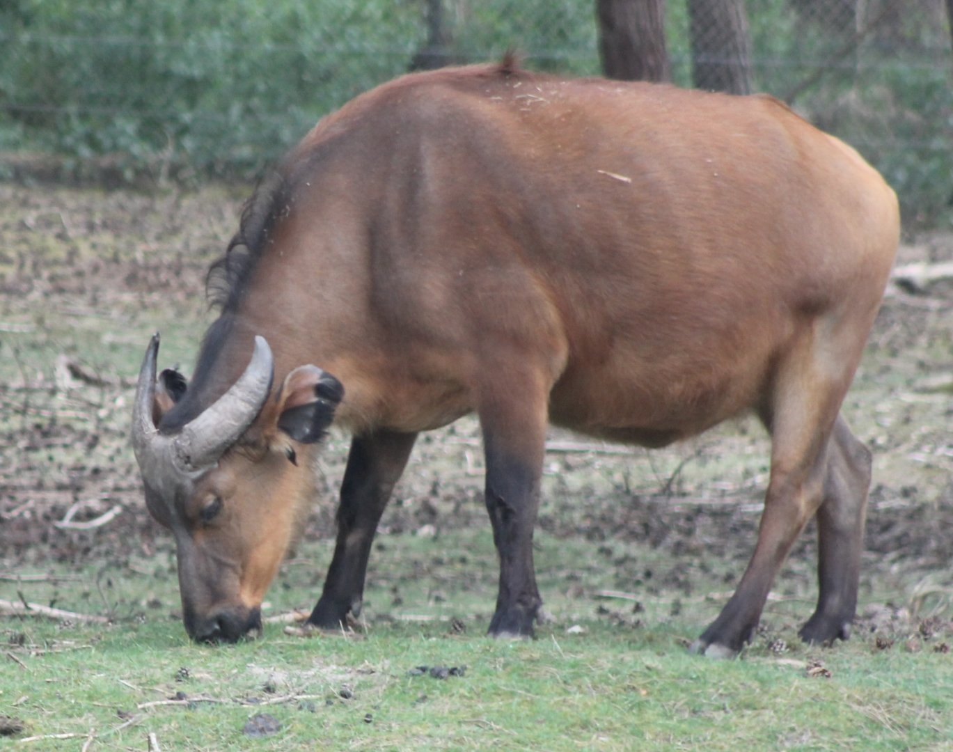 Red buffalo
