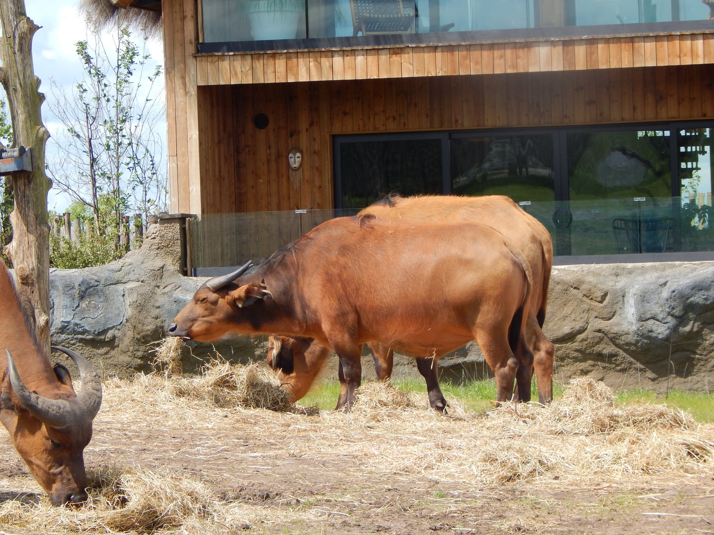 Red buffaloes 150523