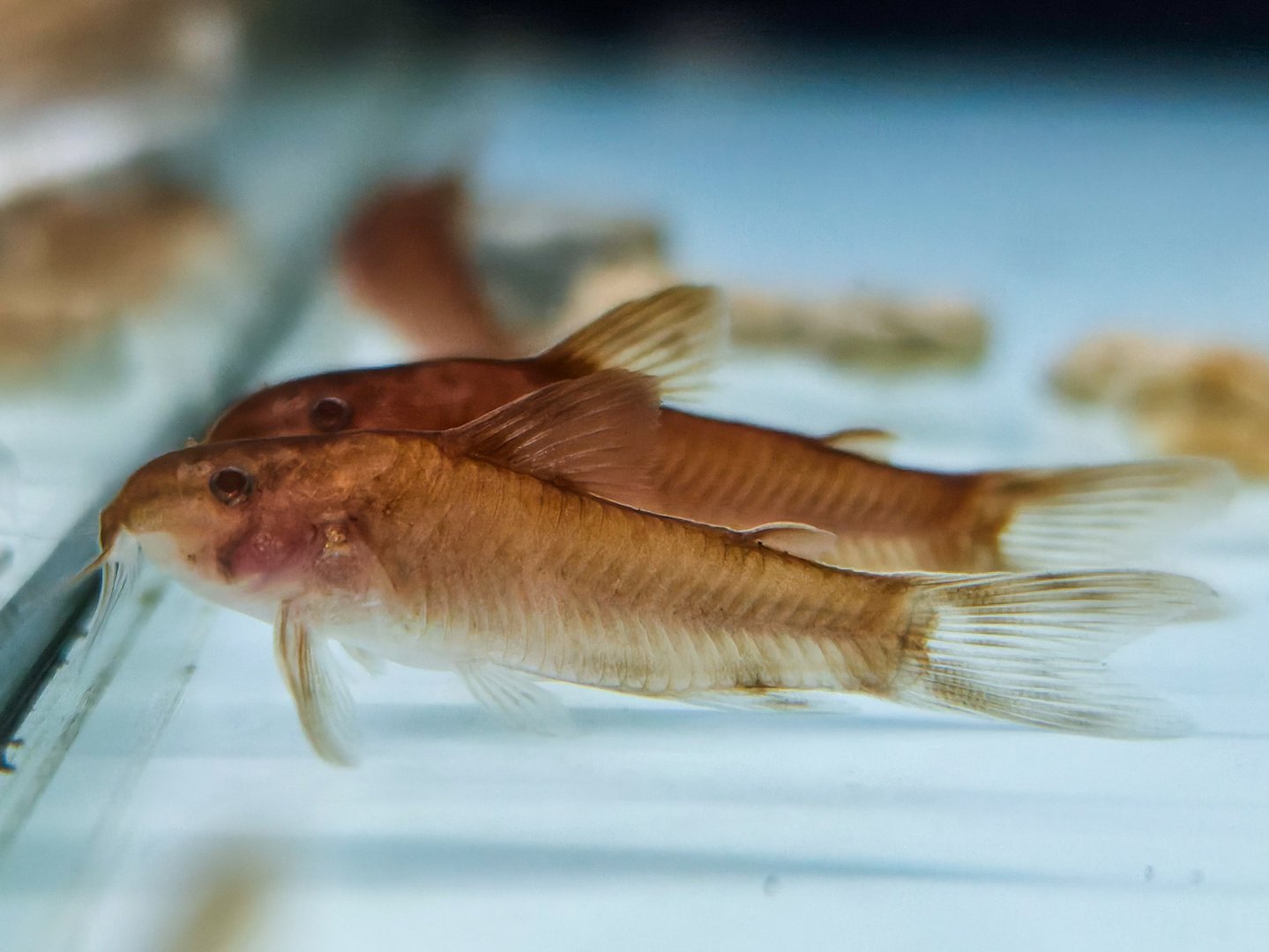 Red Bulldog Cory (Aspidoras sp. C125 var. Albino Red)