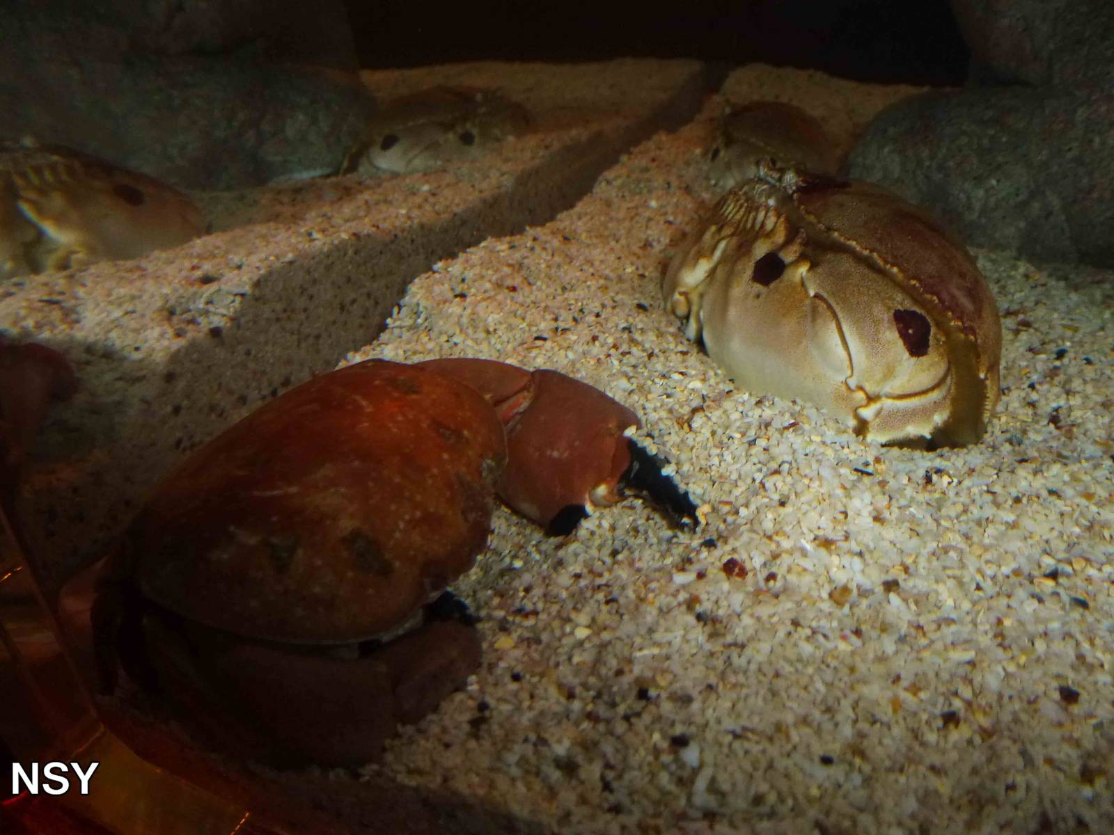 Red bun crab and spotted box crabs, June 2013.