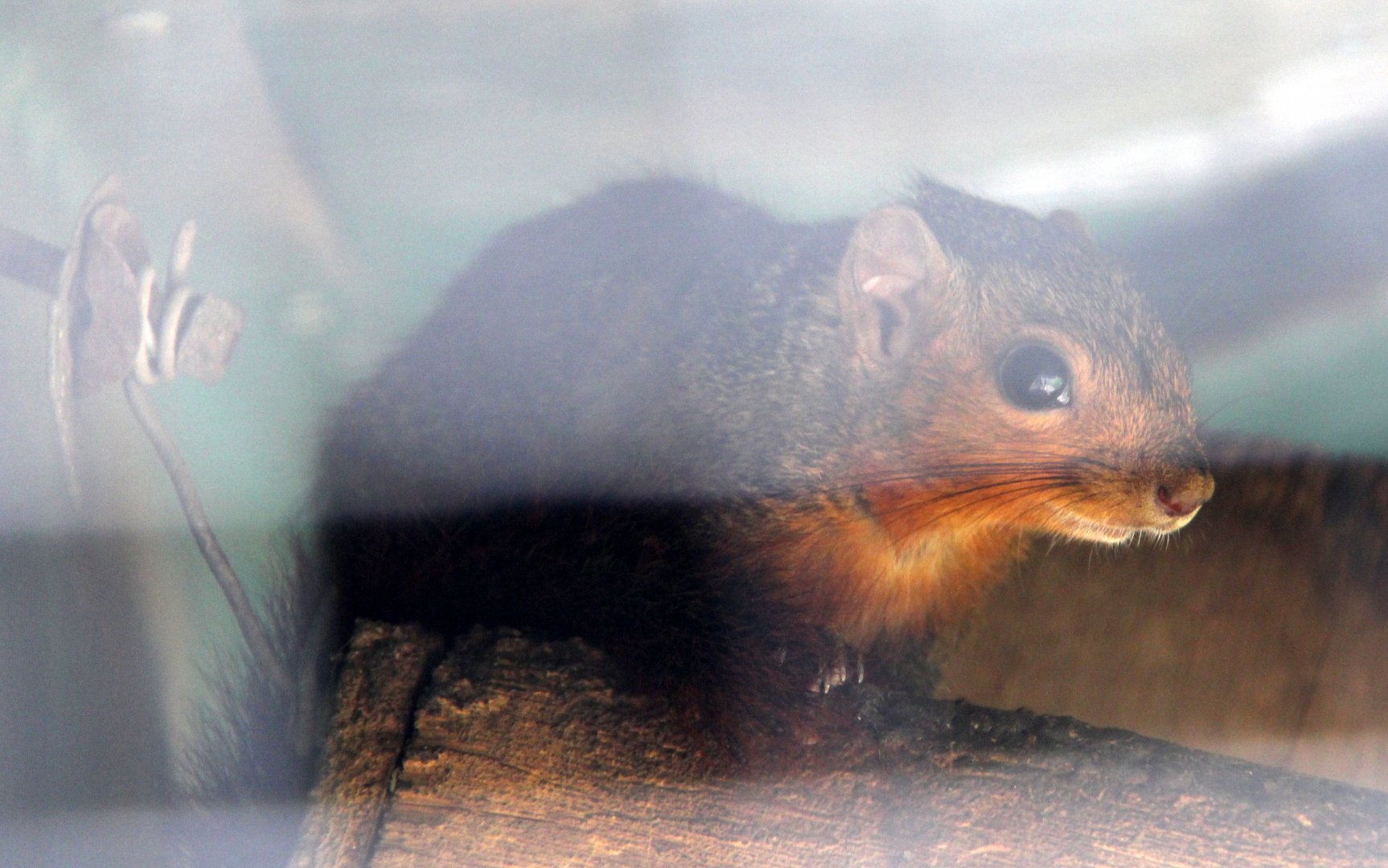 red bush squirrel or red-bellied coast squirrel (Paraxerus palliatus)