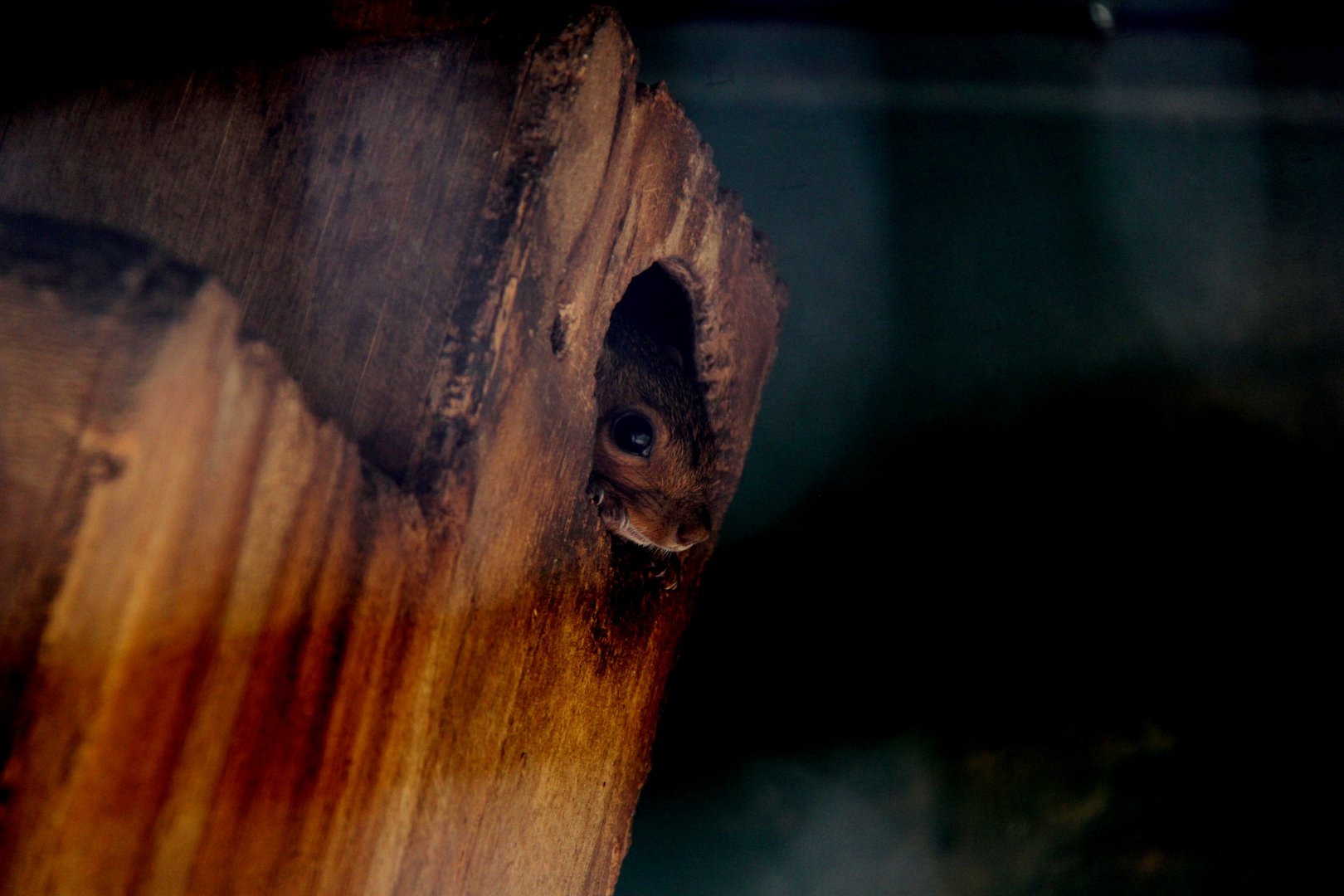 red bush squirrel or red-bellied coast squirrel (Paraxerus palliatus)