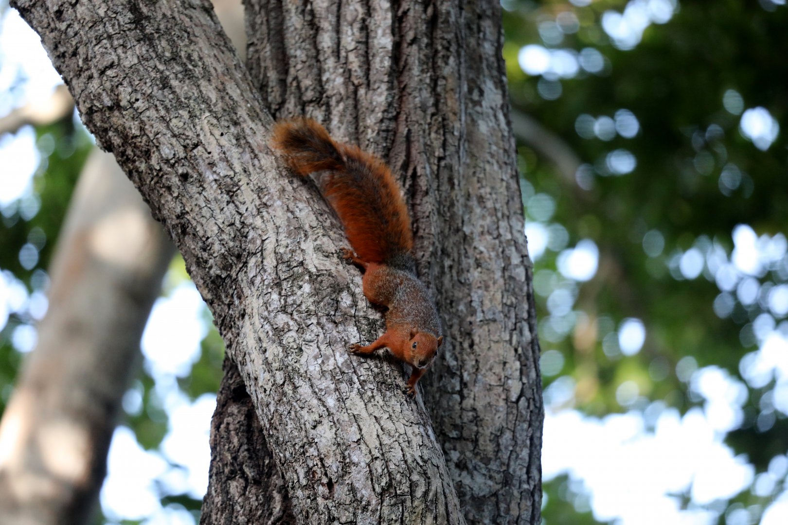 red bush squirrel or red-bellied coast squirrel (Paraxerus palliatus)
