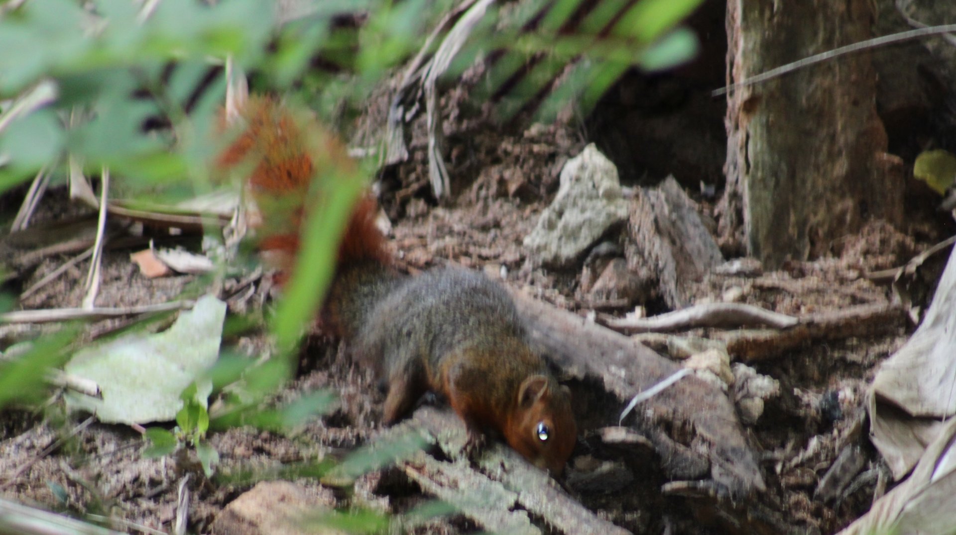 Red bush squirrel subspecies frerei