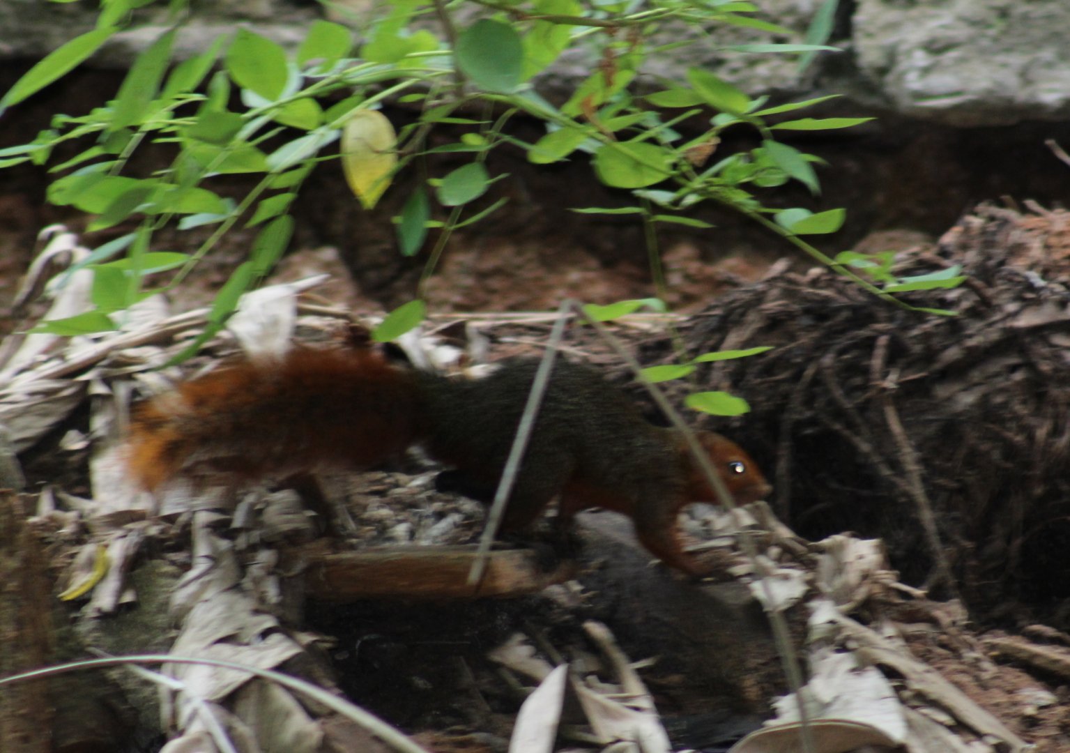 Red bush squirrel subspecies frerei