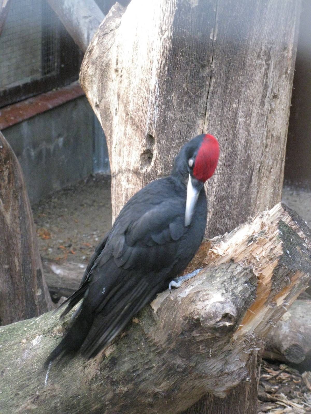 Red Cap (Woodpecker)