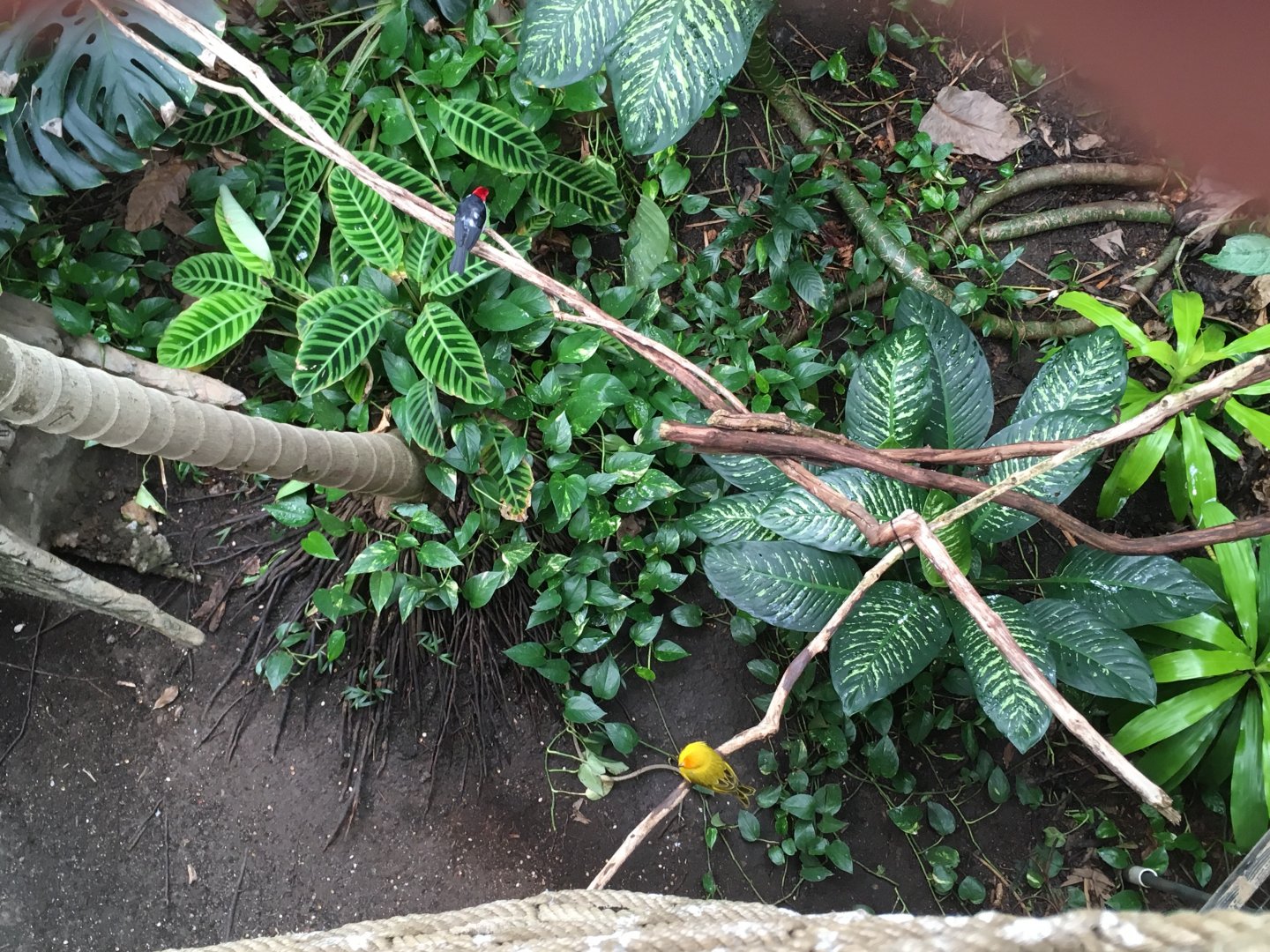 Red-Capped Cardinal (Paroaria gularis) and Saffron Finch (Sicalis flaveola)