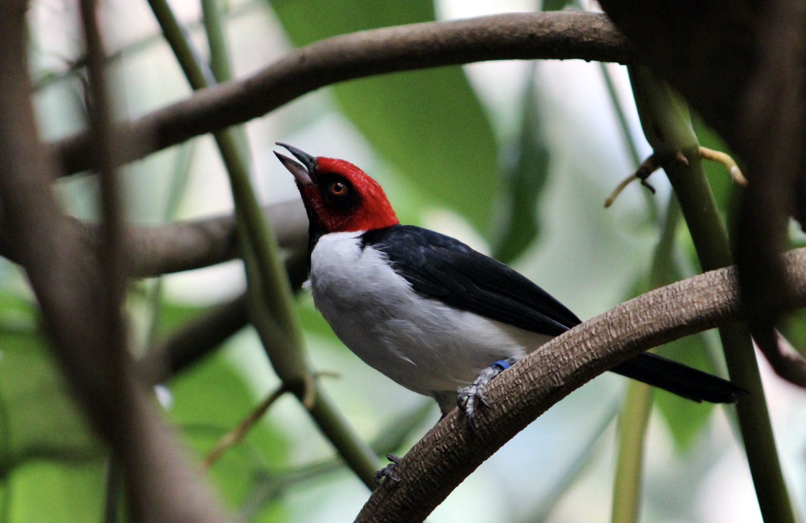 Red-Capped Cardinal (Paroaria gularis gularis)