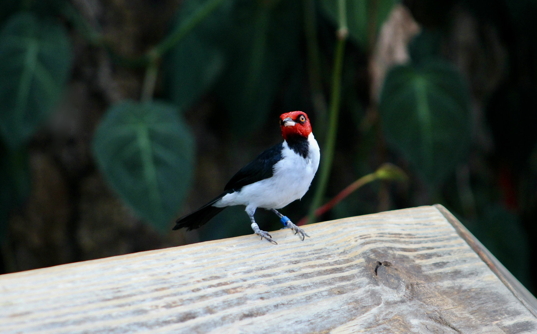 Red-Capped Cardinal (Paroaria gularis gularis)