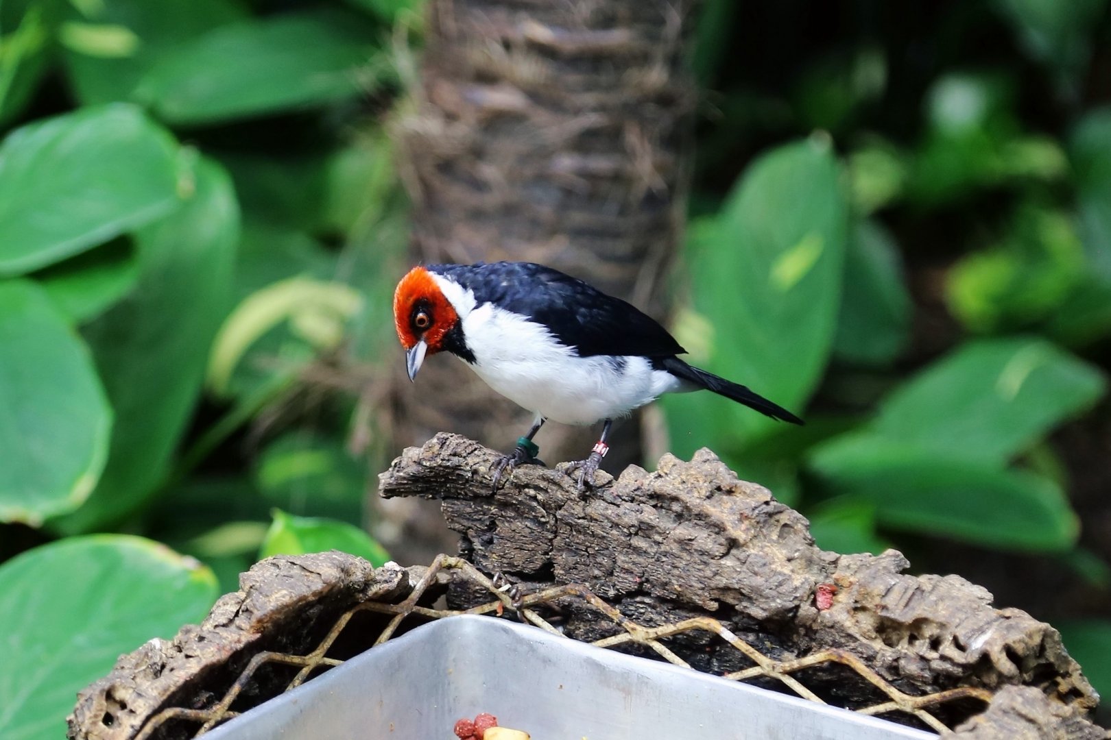Red-capped Cardinal (Paroaria gularis)