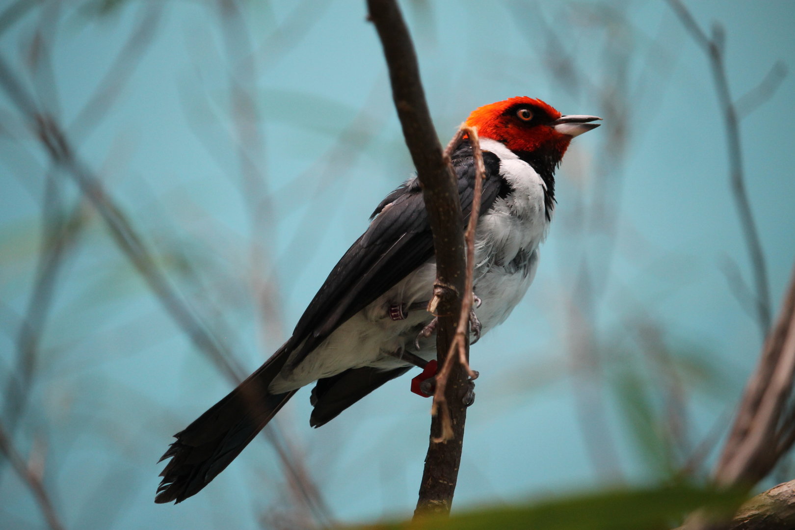 Red-capped Cardinal (Paroaria gularis)