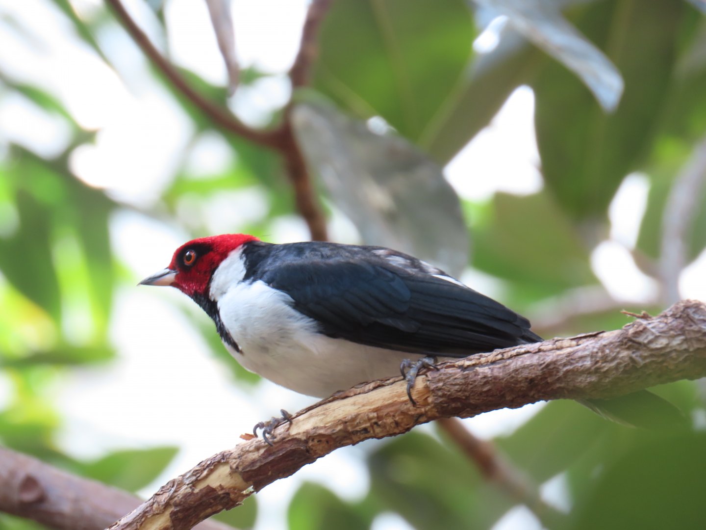 Red-capped Cardinal (Paroaria gularis)