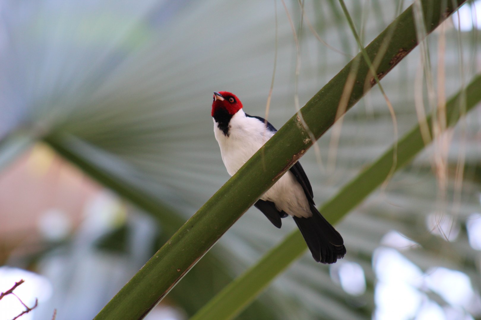 Red-Capped Cardinal