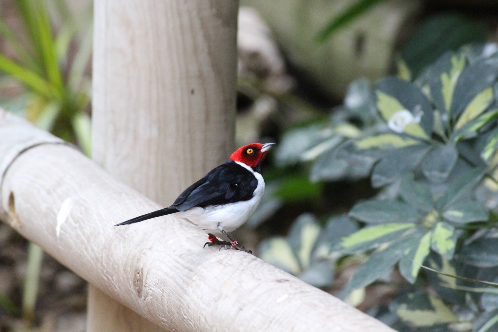Red-capped Cardinal