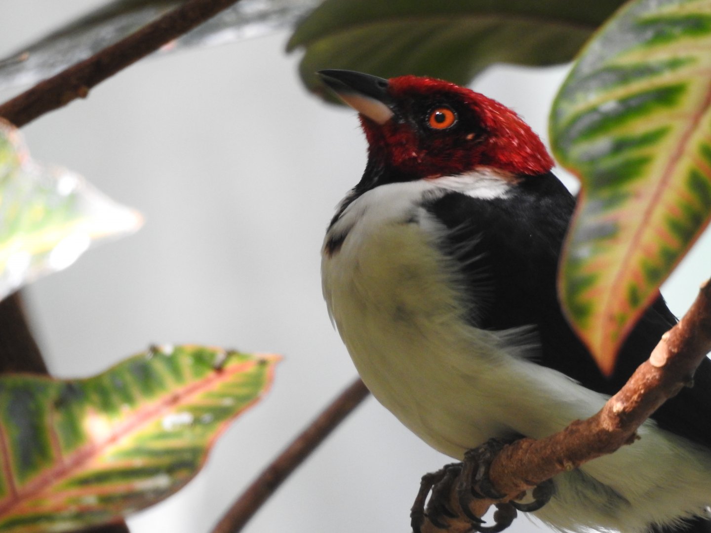 Red-Capped Cardinal