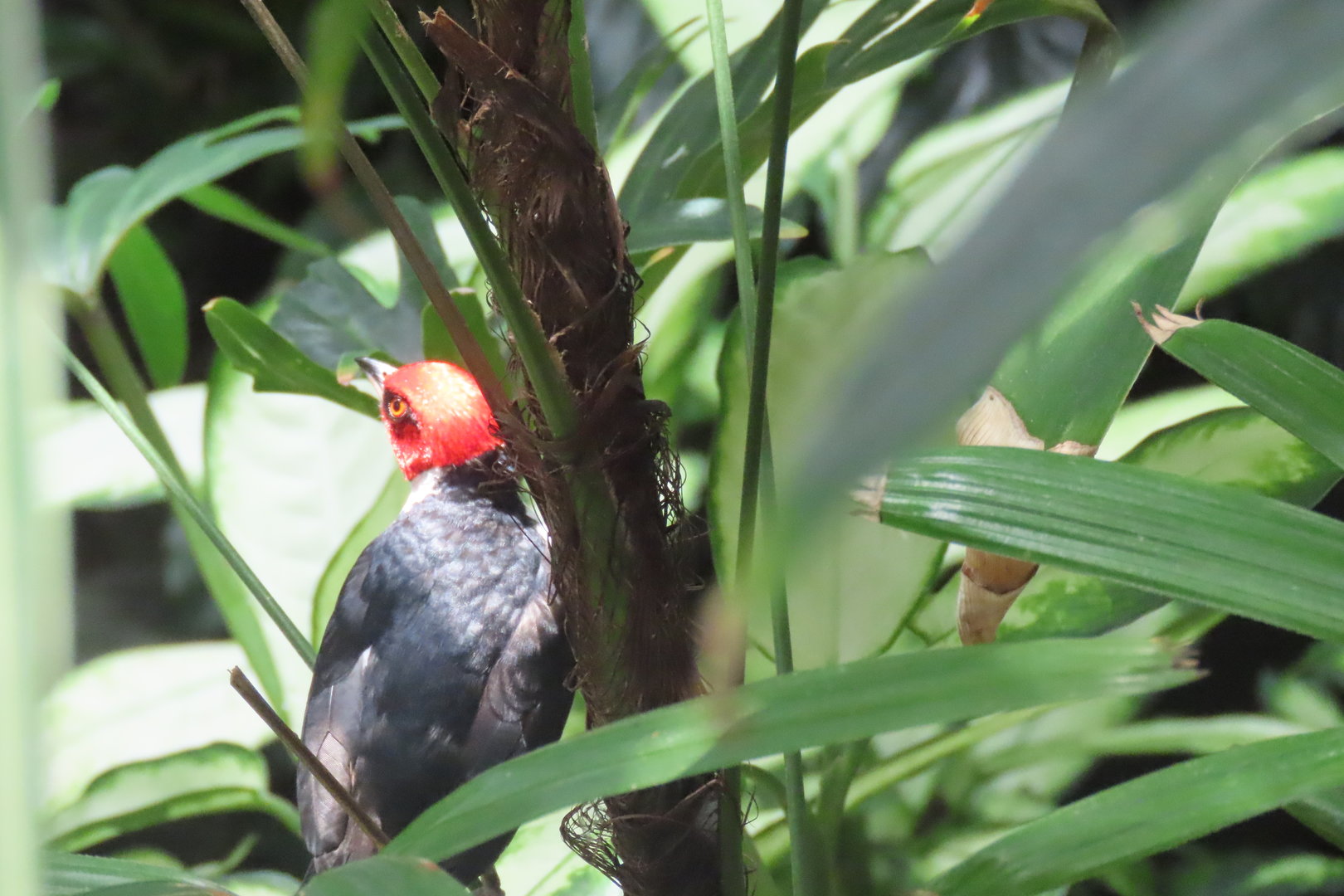 Red capped cardinal