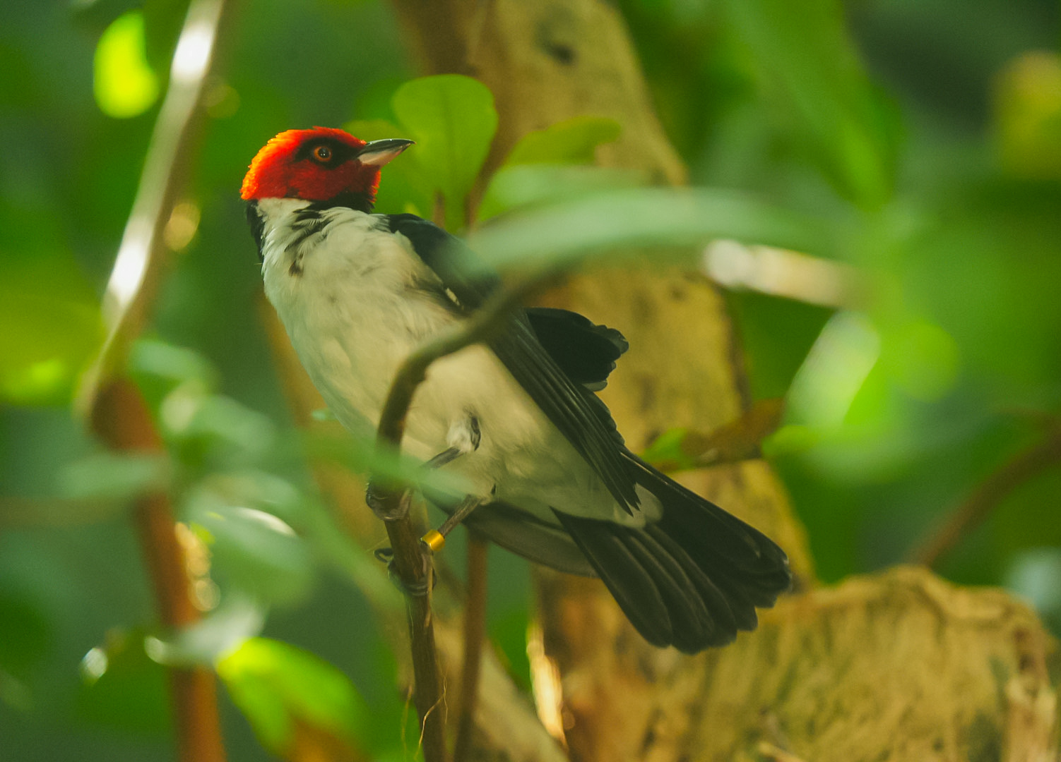 Red Capped Cardinal