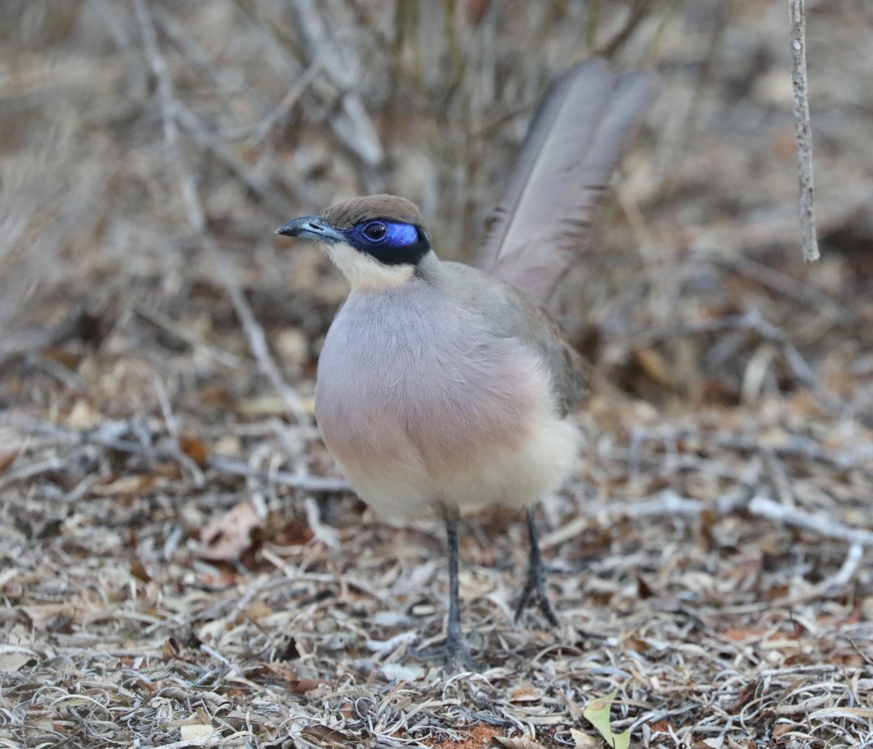 red-capped coua (Coua ruficeps)