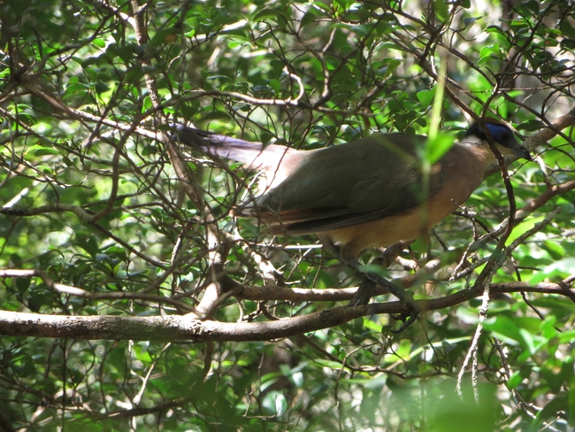 Red-capped coua