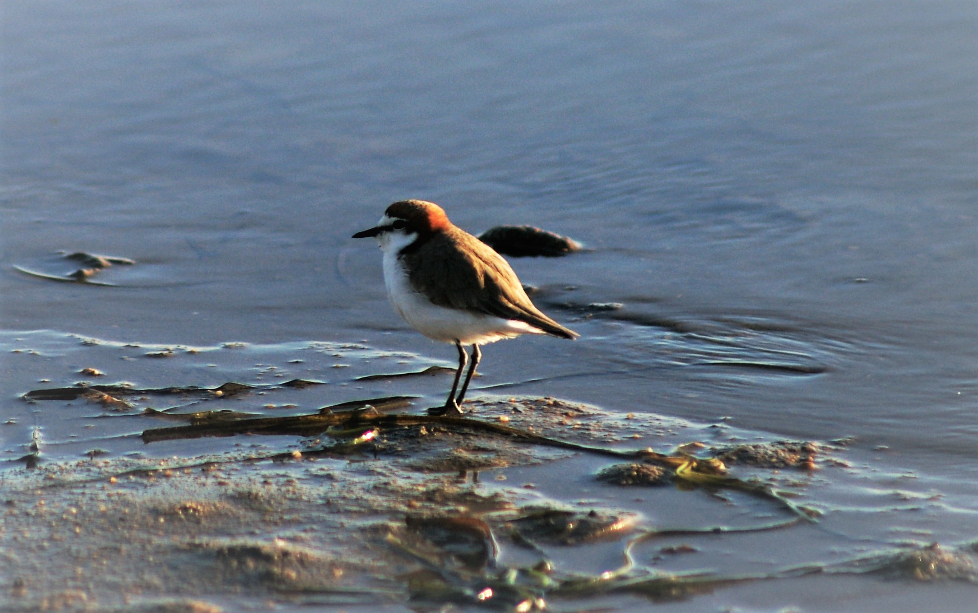 Red-capped Dotterel (Charadrius ruficapillus)