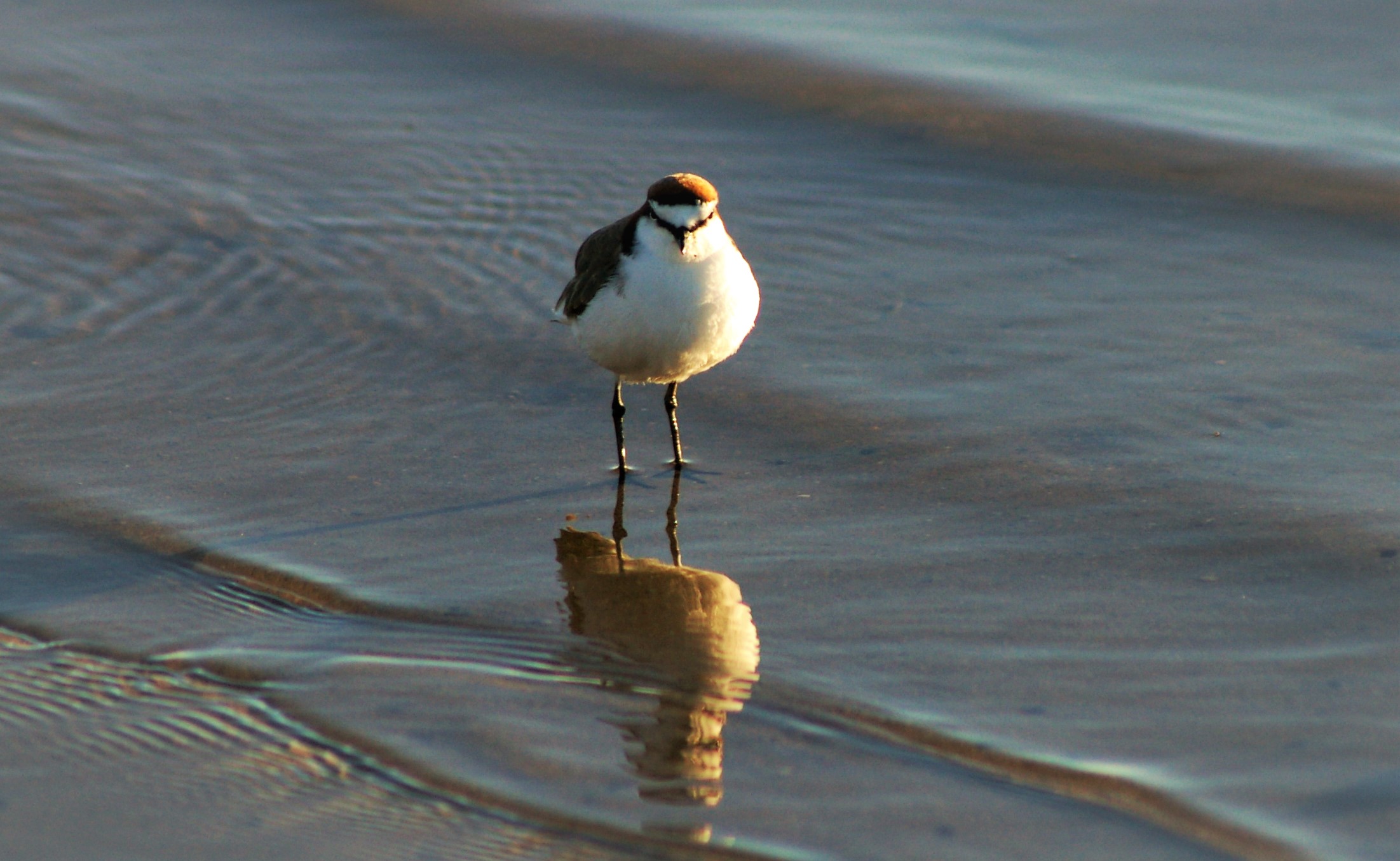 Red-capped Dotterel (Charadrius ruficapillus)