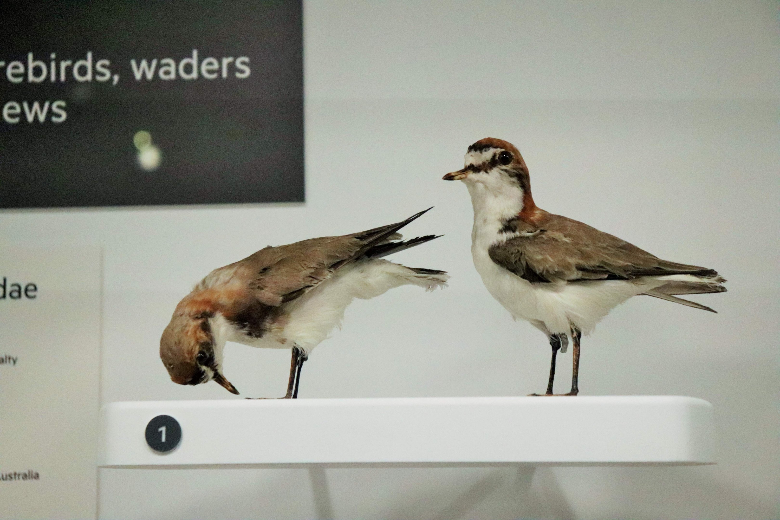 Red-capped Dotterel (Charadrius ruficapillus)