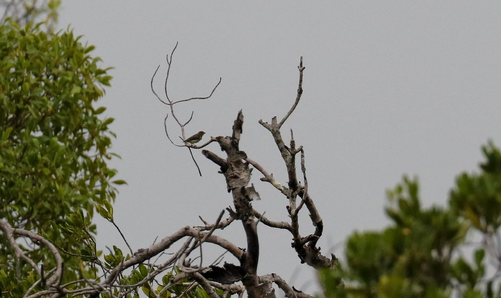 Red-capped Flowerpecker female