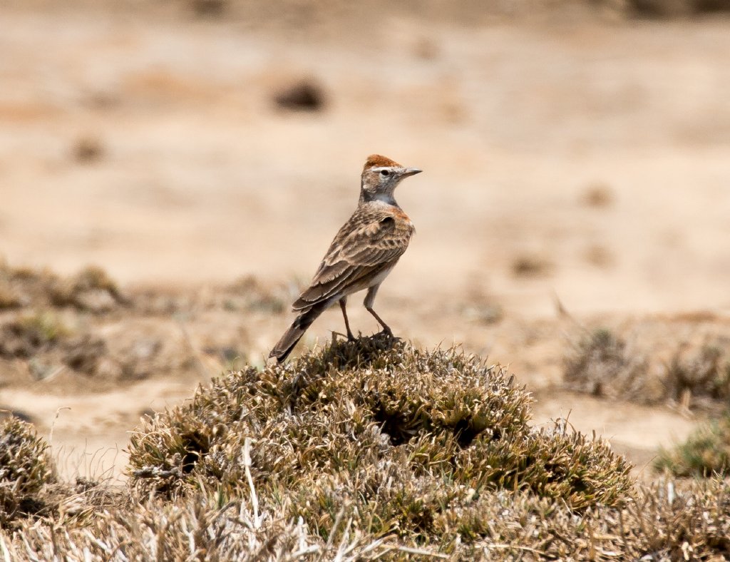 Red-capped Lark