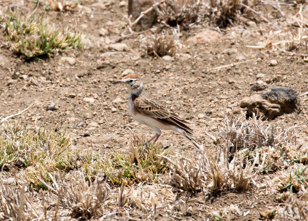 Red-capped Lark