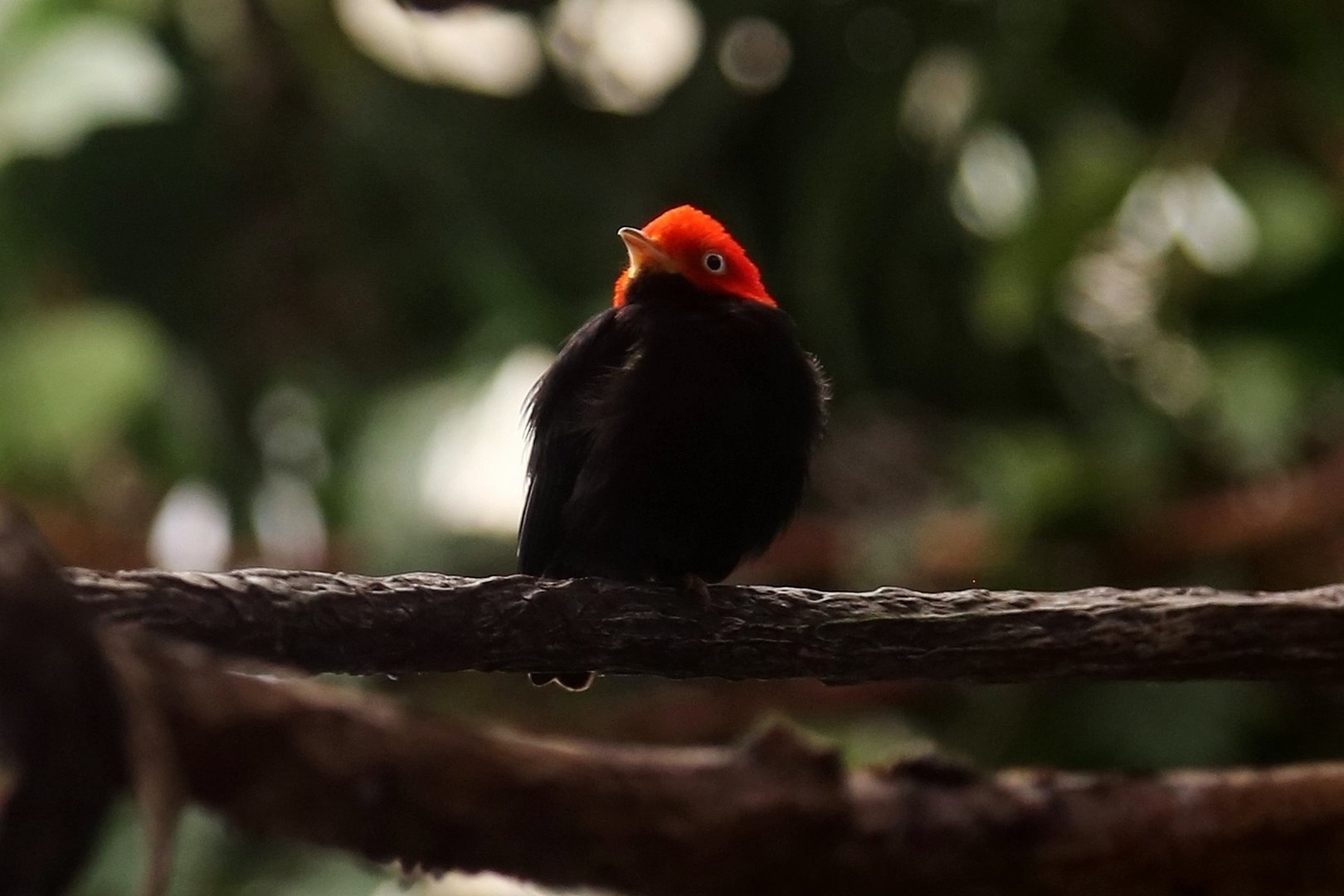 Red-capped Manakin (Ceratopipra mentalis)