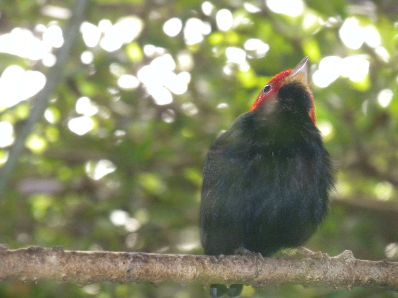 Red-capped Manakin