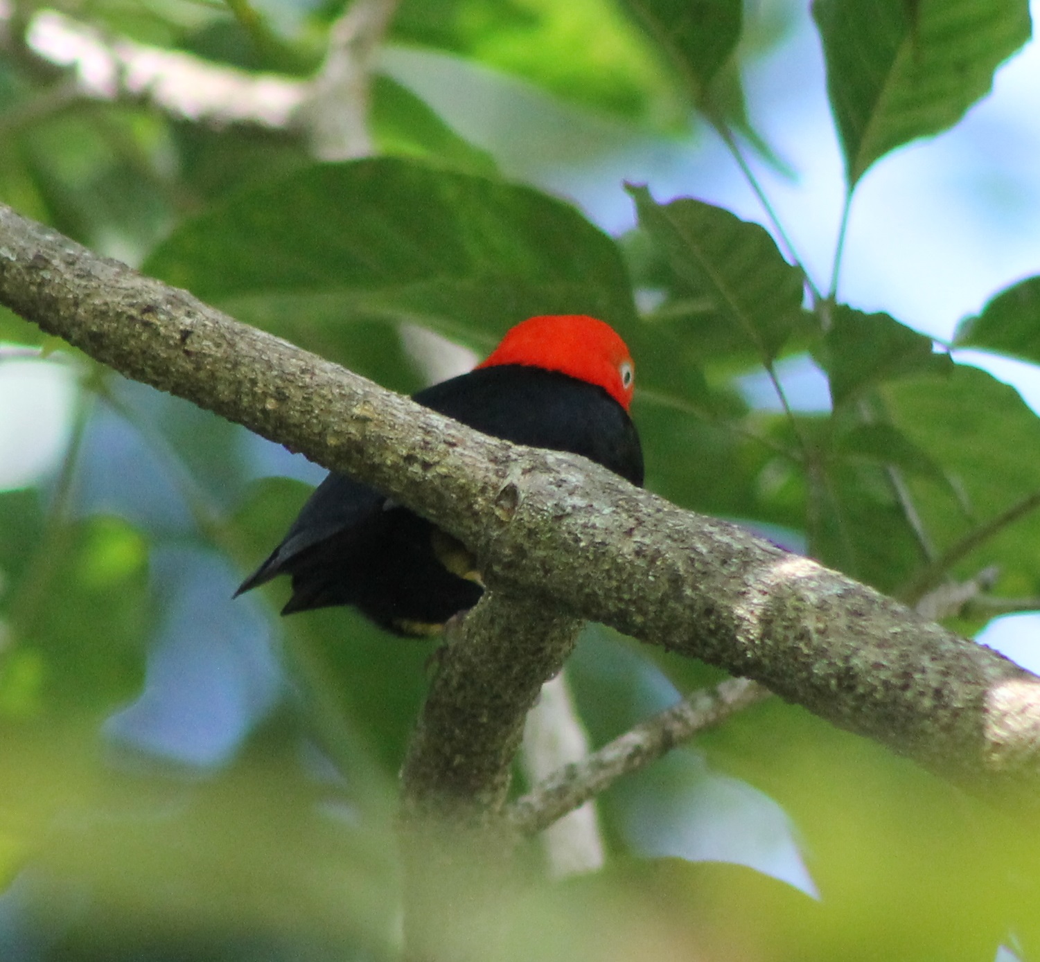 Red-capped manakin