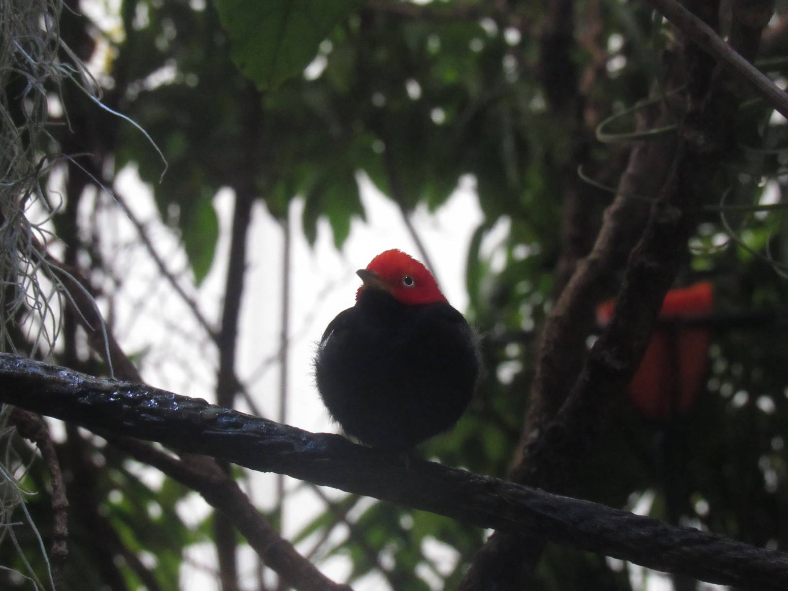 Red-Capped Manakin