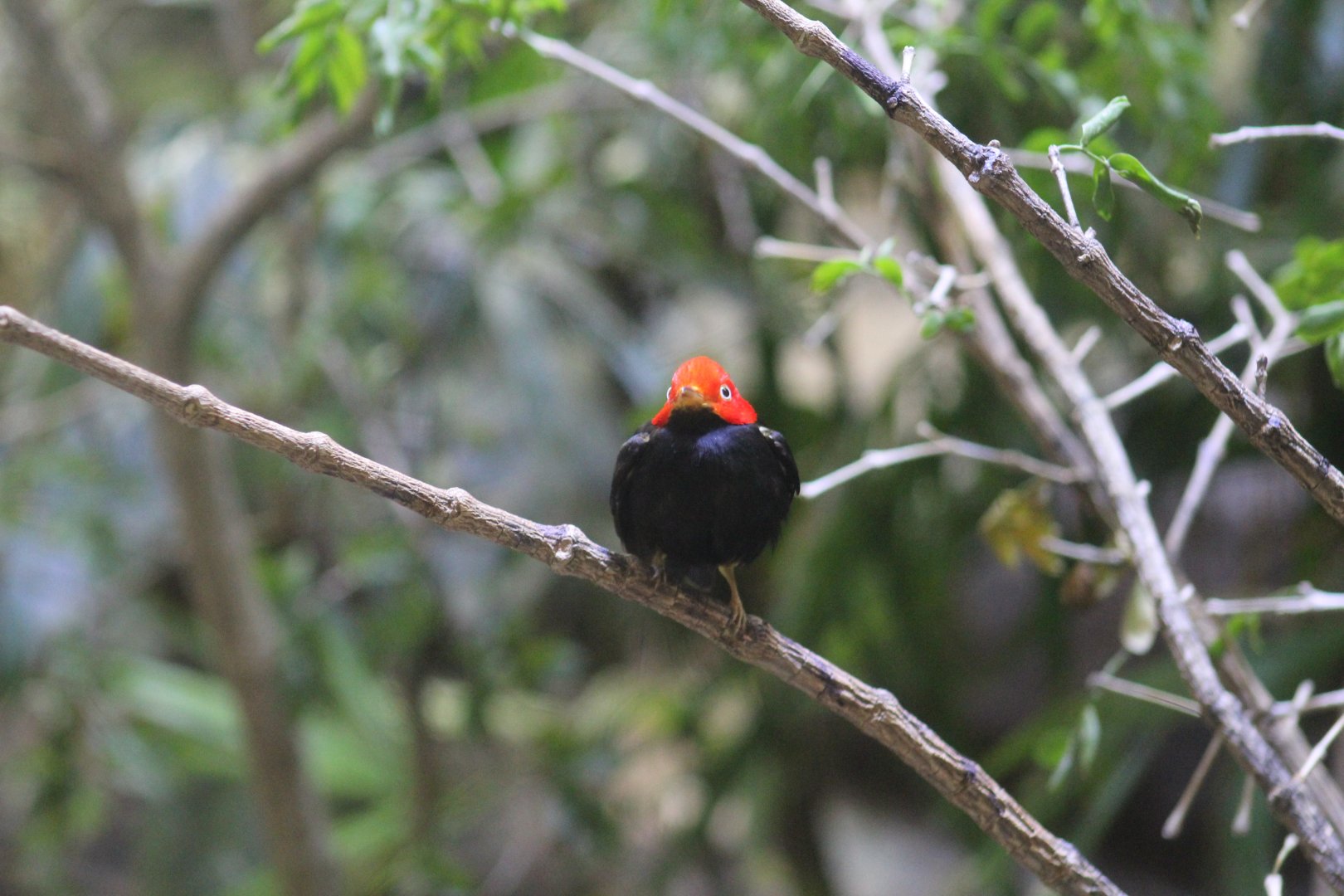 Red-Capped Manakin