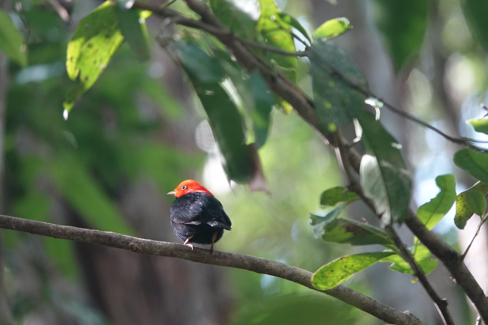 Red-capped Manakin