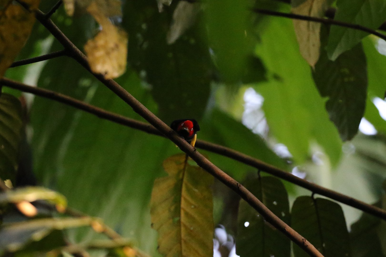Red-capped Manakin
