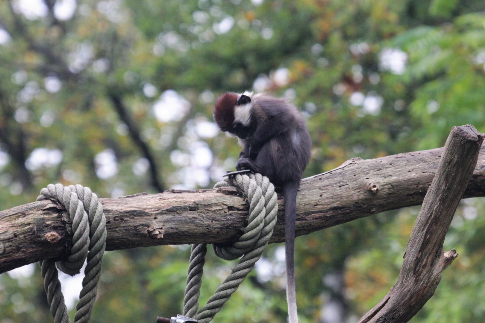 Red-capped mangabey 1