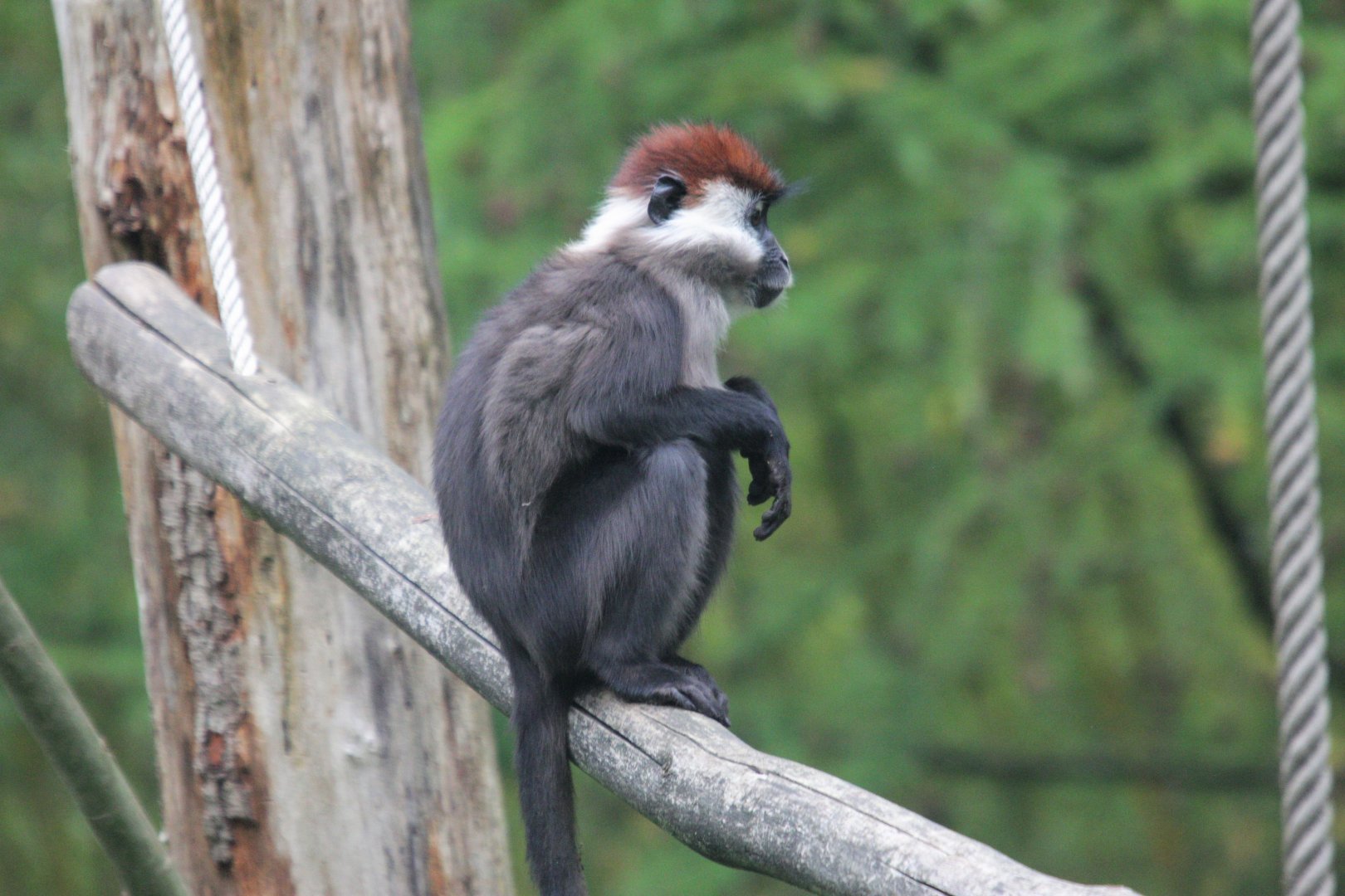 Red-capped mangabey 2