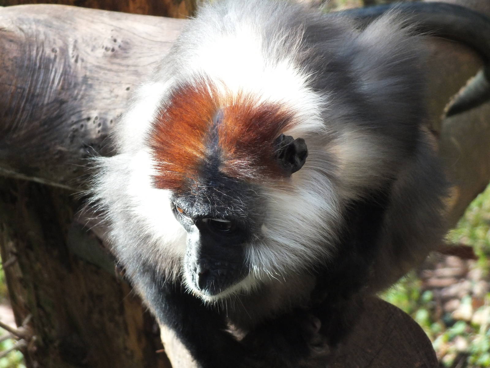 Red-Capped Mangabey (Cercocebus torquatus) at Paington Zoo - January 27th 2